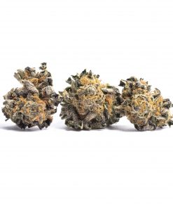 Buy Animal Cookies Strain